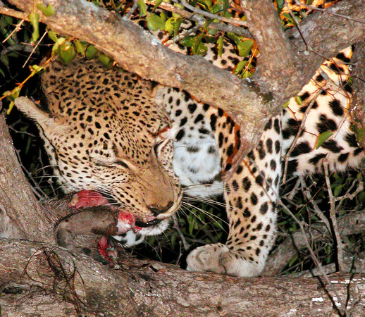 Leopard eating-GF copy (1 of 523)